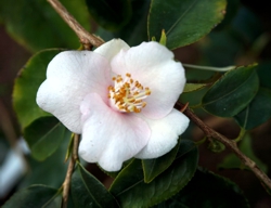 Camelia flor 1