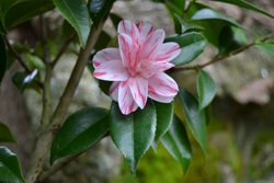 Camelia flor 2