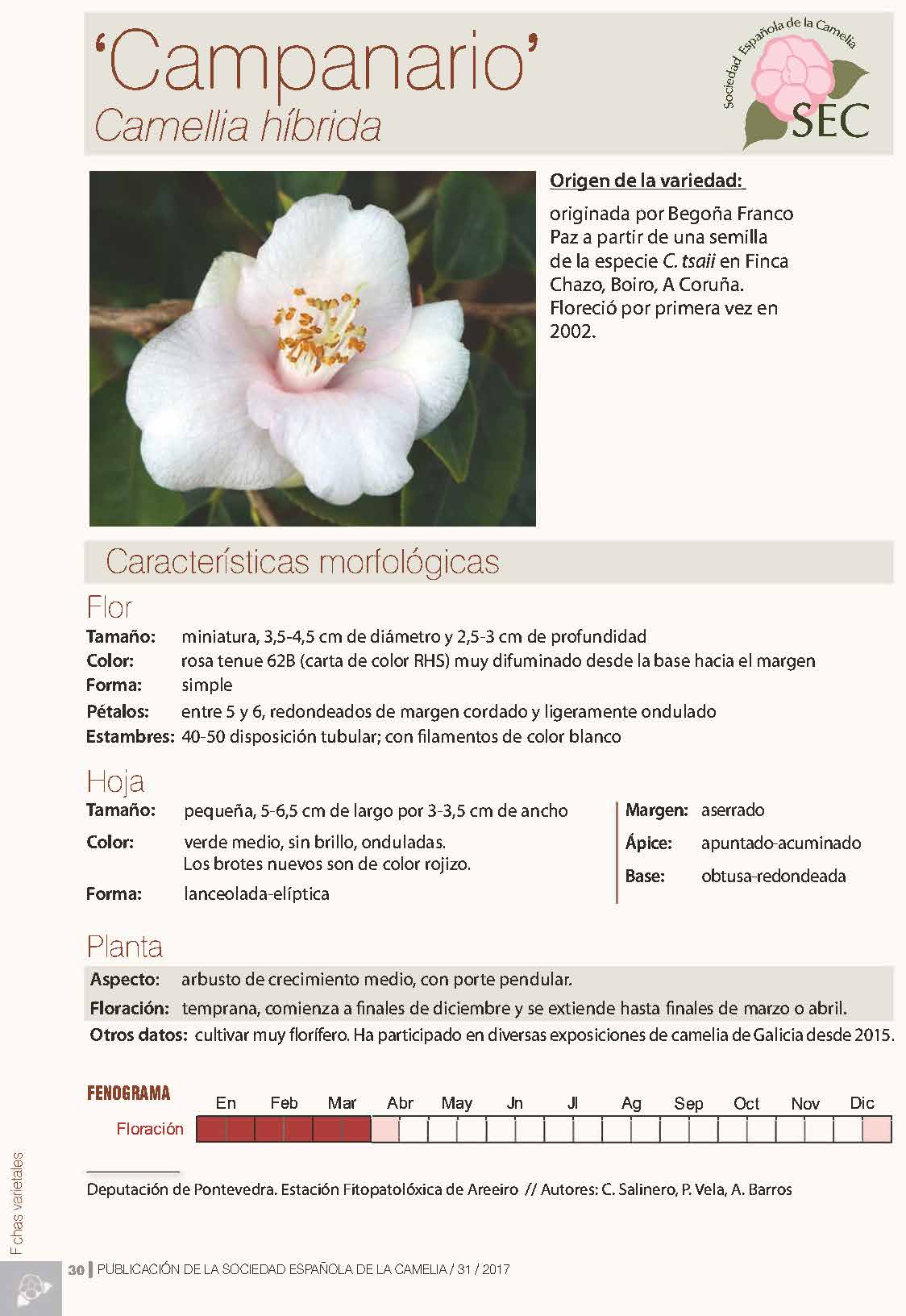 Camelia general 1