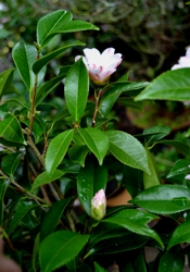 Camelia general 3