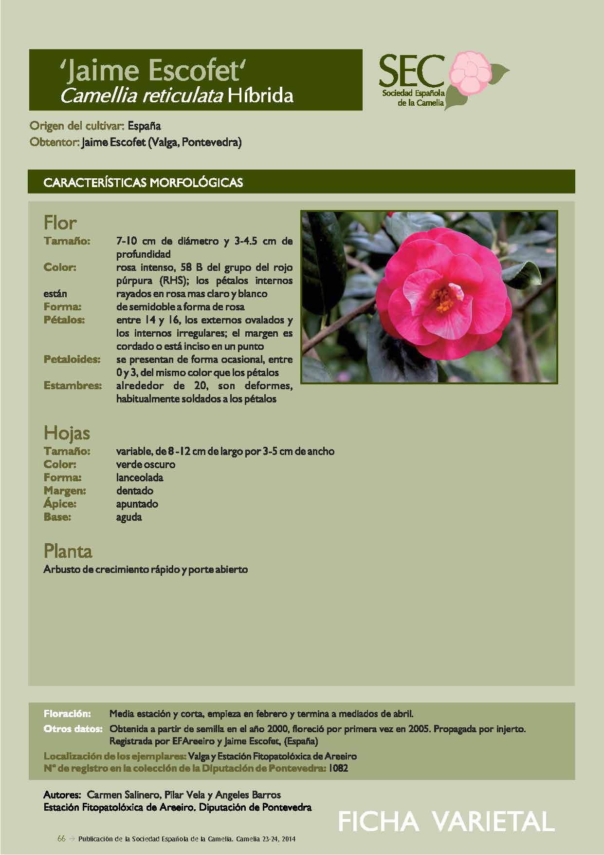 Camelia general 2