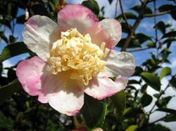 Camelia flor 1