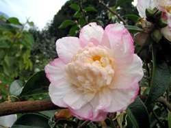 Camelia flor 2