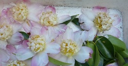 Camelia flor 3