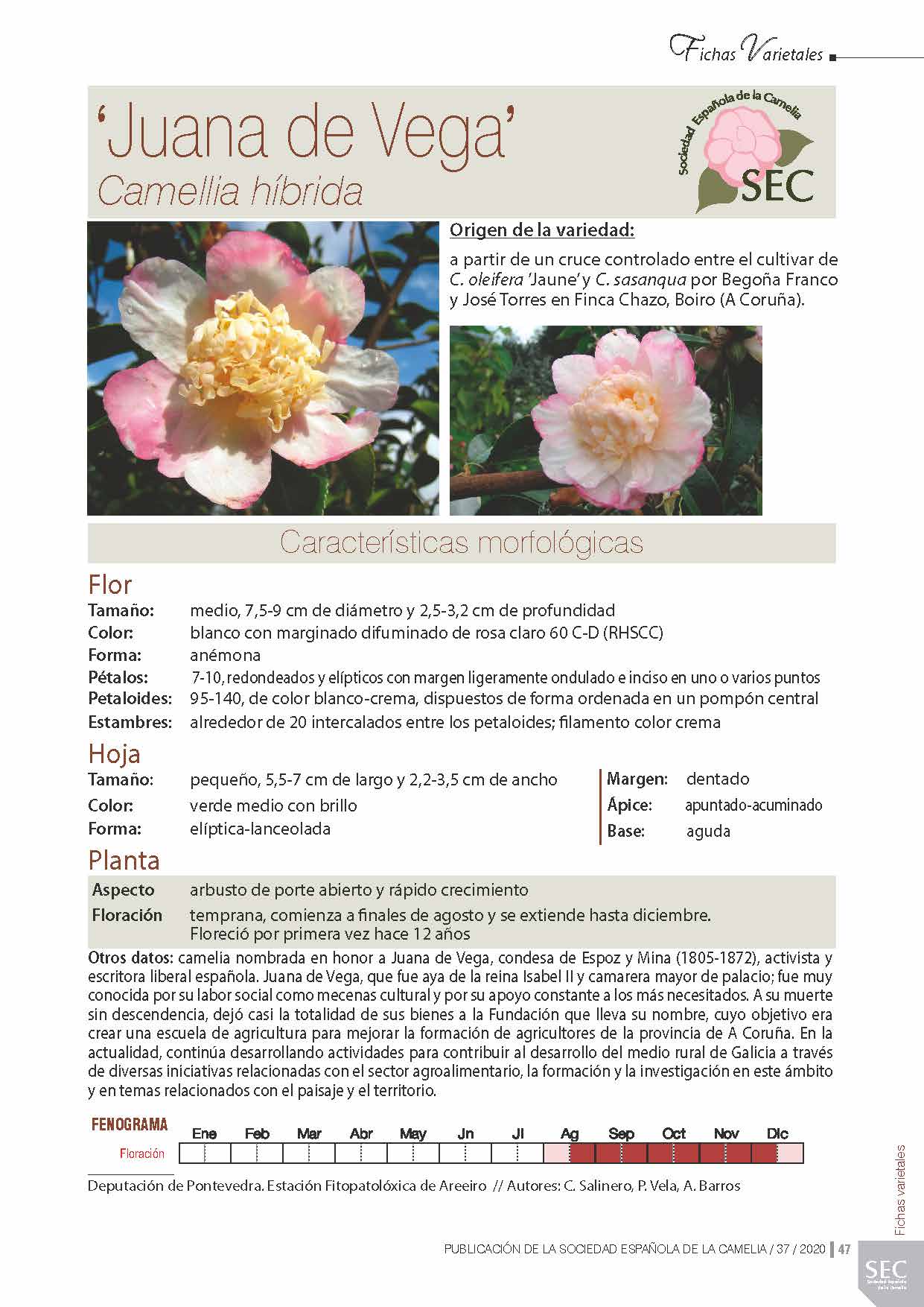 Camelia general 1