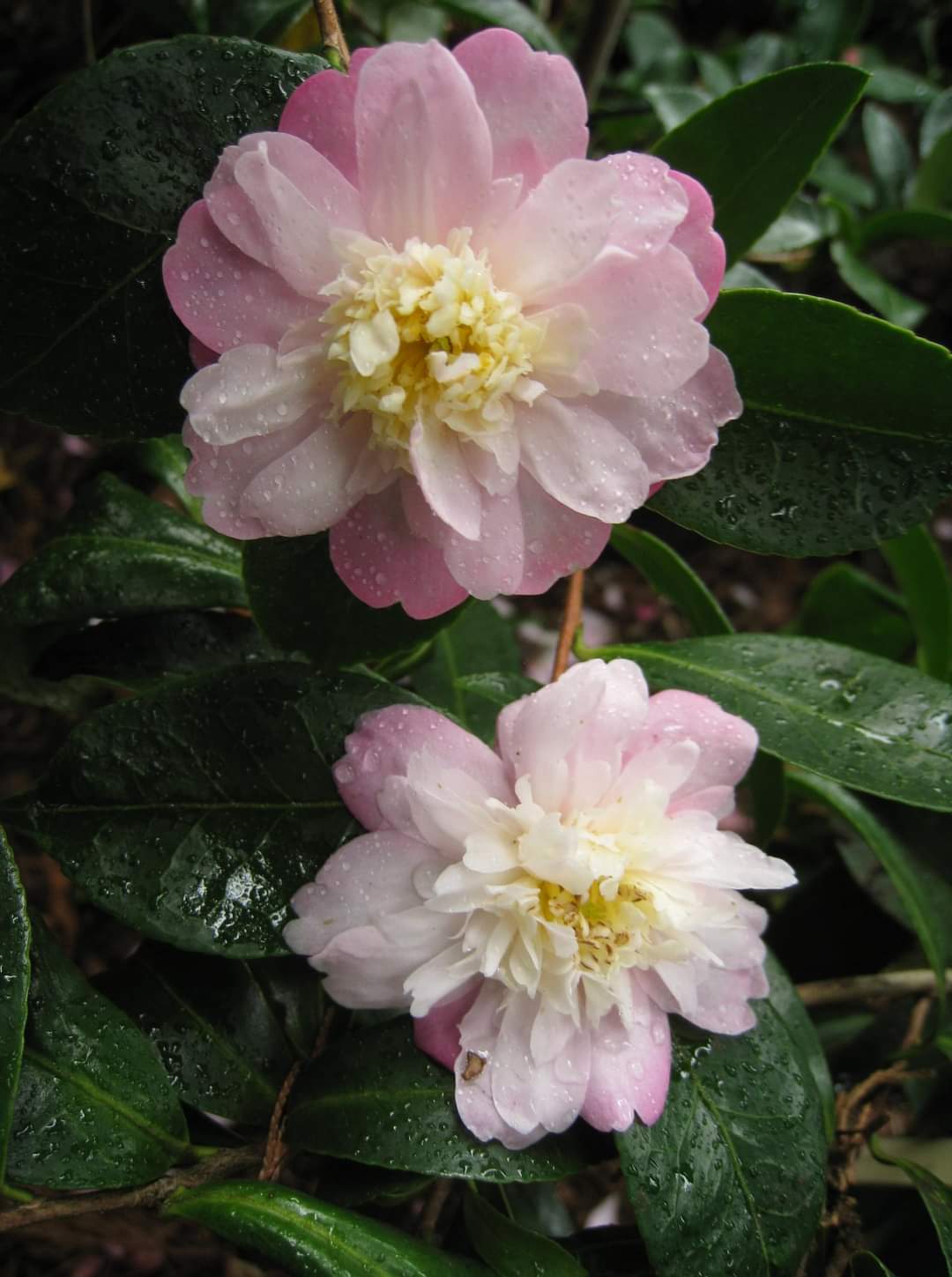 Camelia general 2