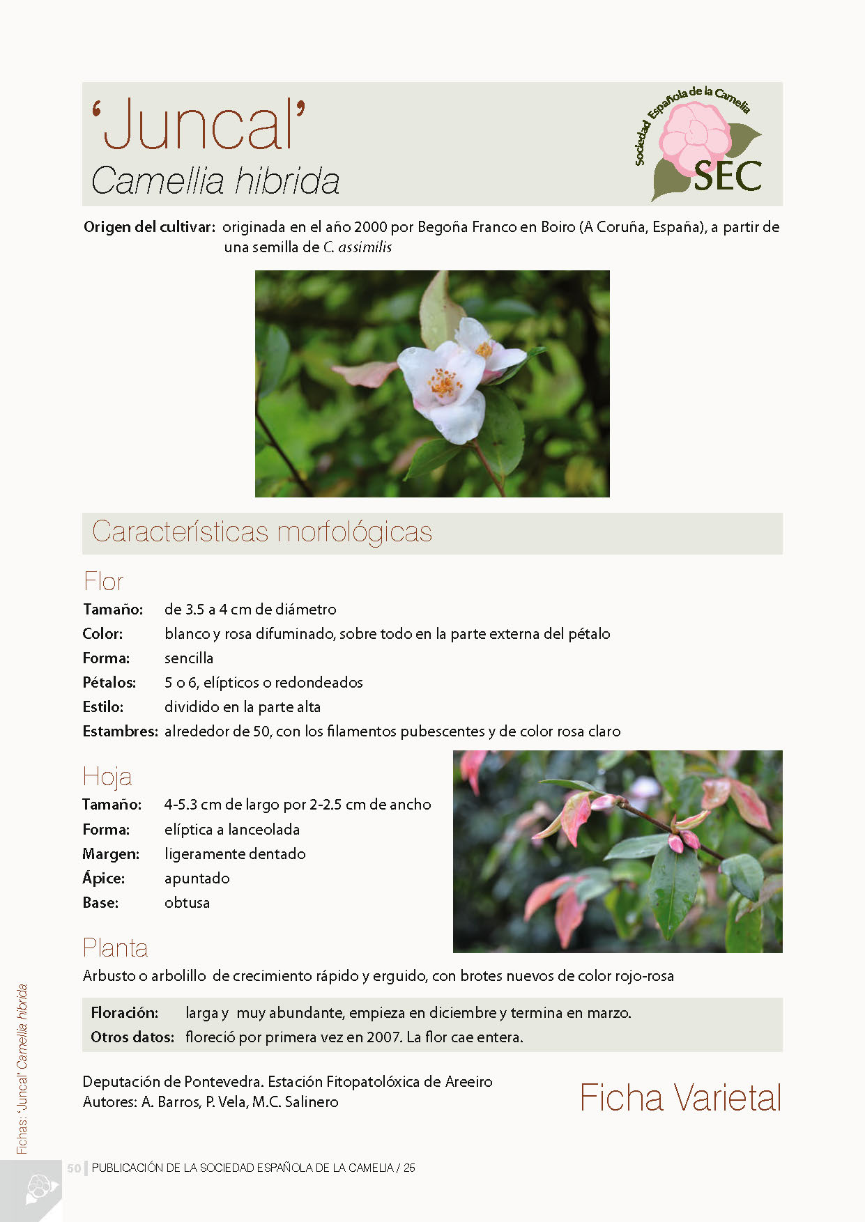 Camelia general 3