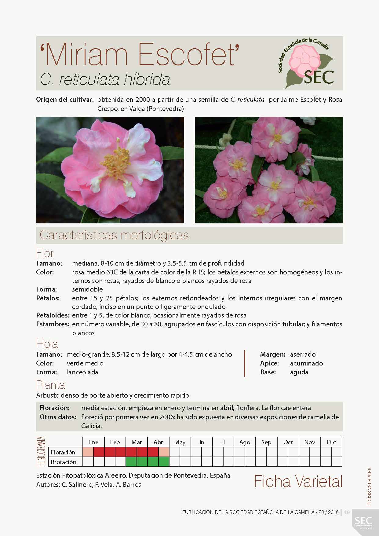 Camelia general 3