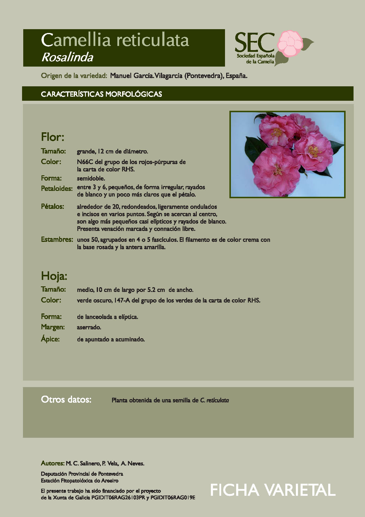 Camelia general 1
