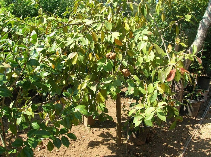 Camelia general 2