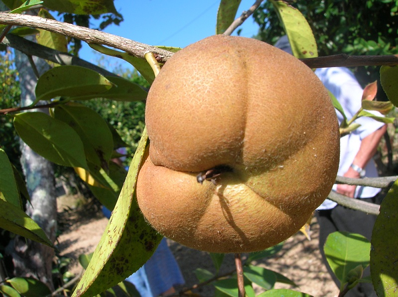 Camelia general 3