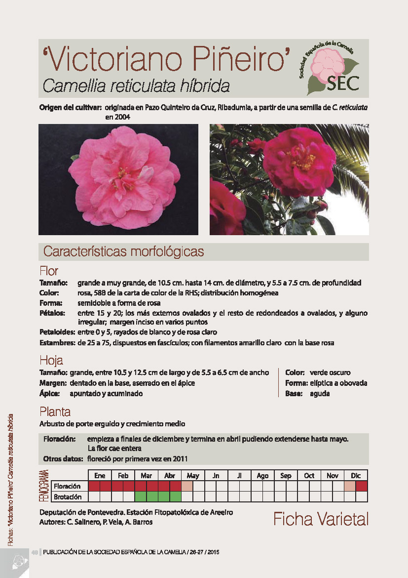 Camelia general 1