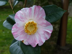 Camelia flor 1