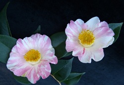 Camelia flor 2