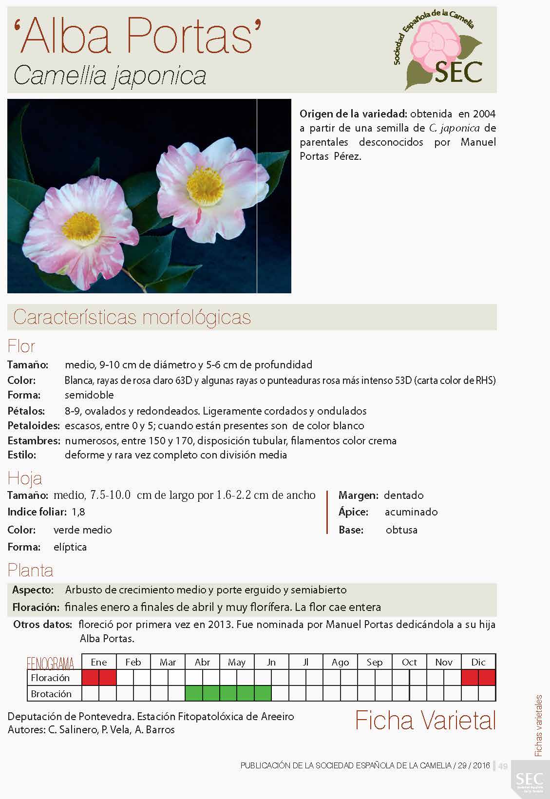 Camelia general 1