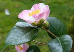 Camelia general 2