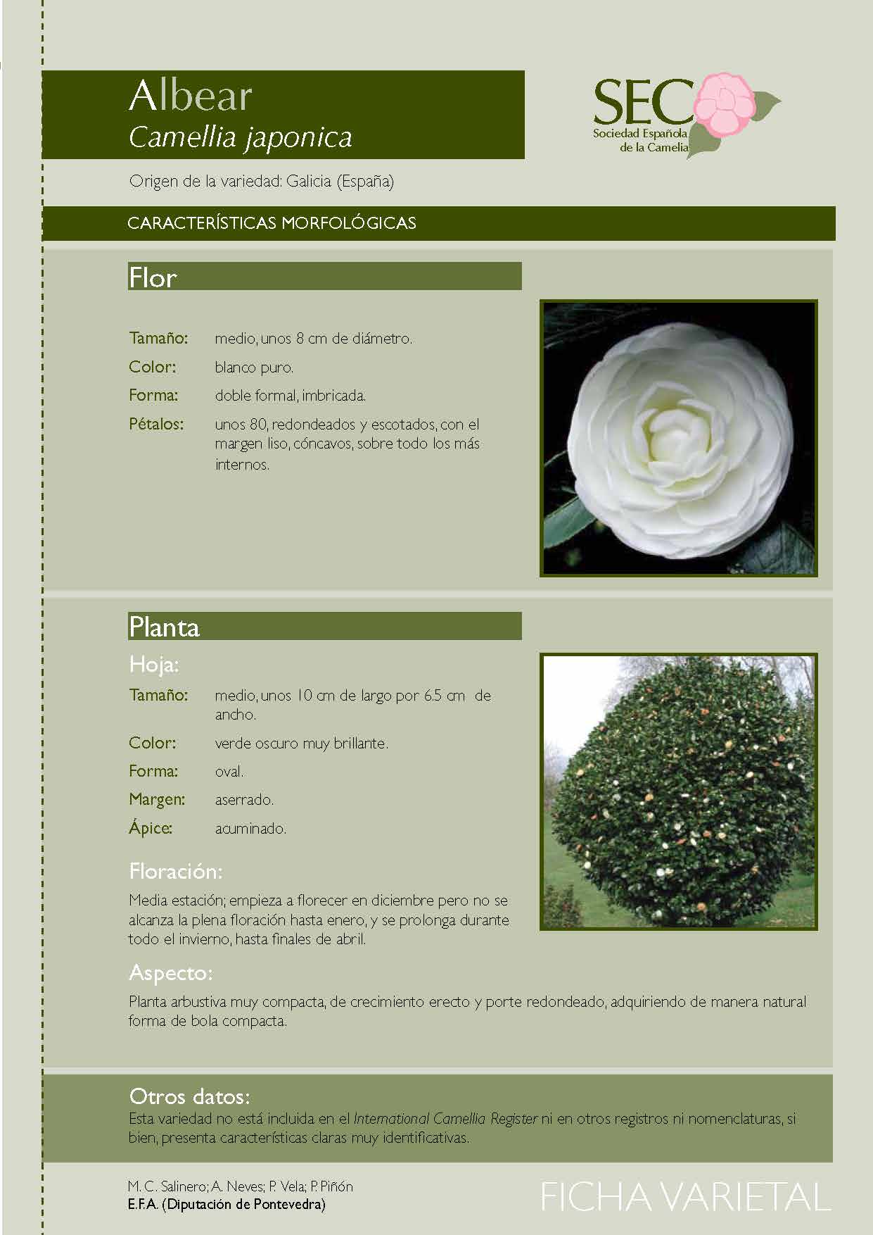 Camelia general 2