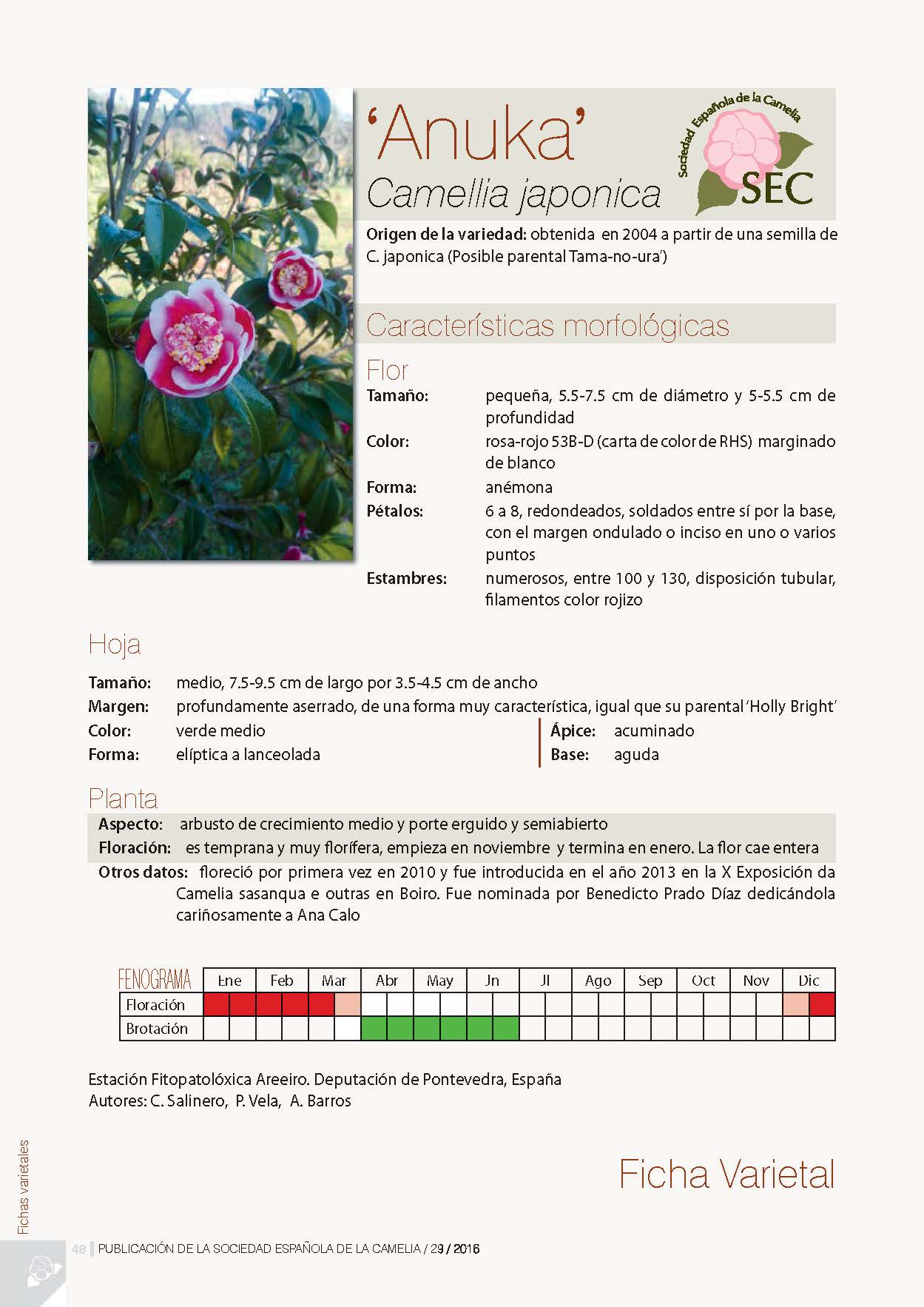 Camelia general 1