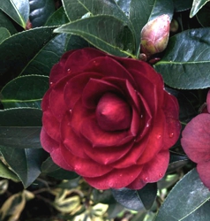 Camelia flor 1
