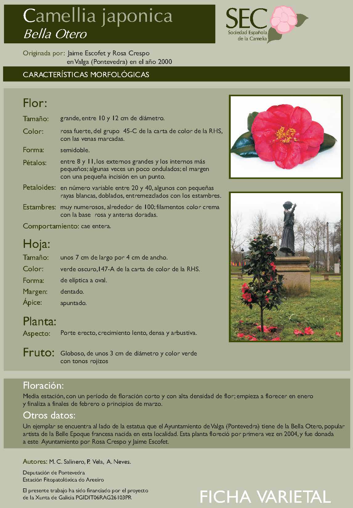 Camelia general 3