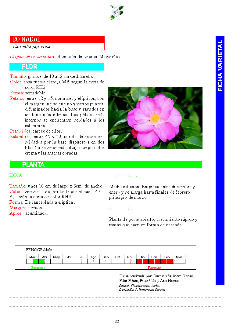 Camelia general 2