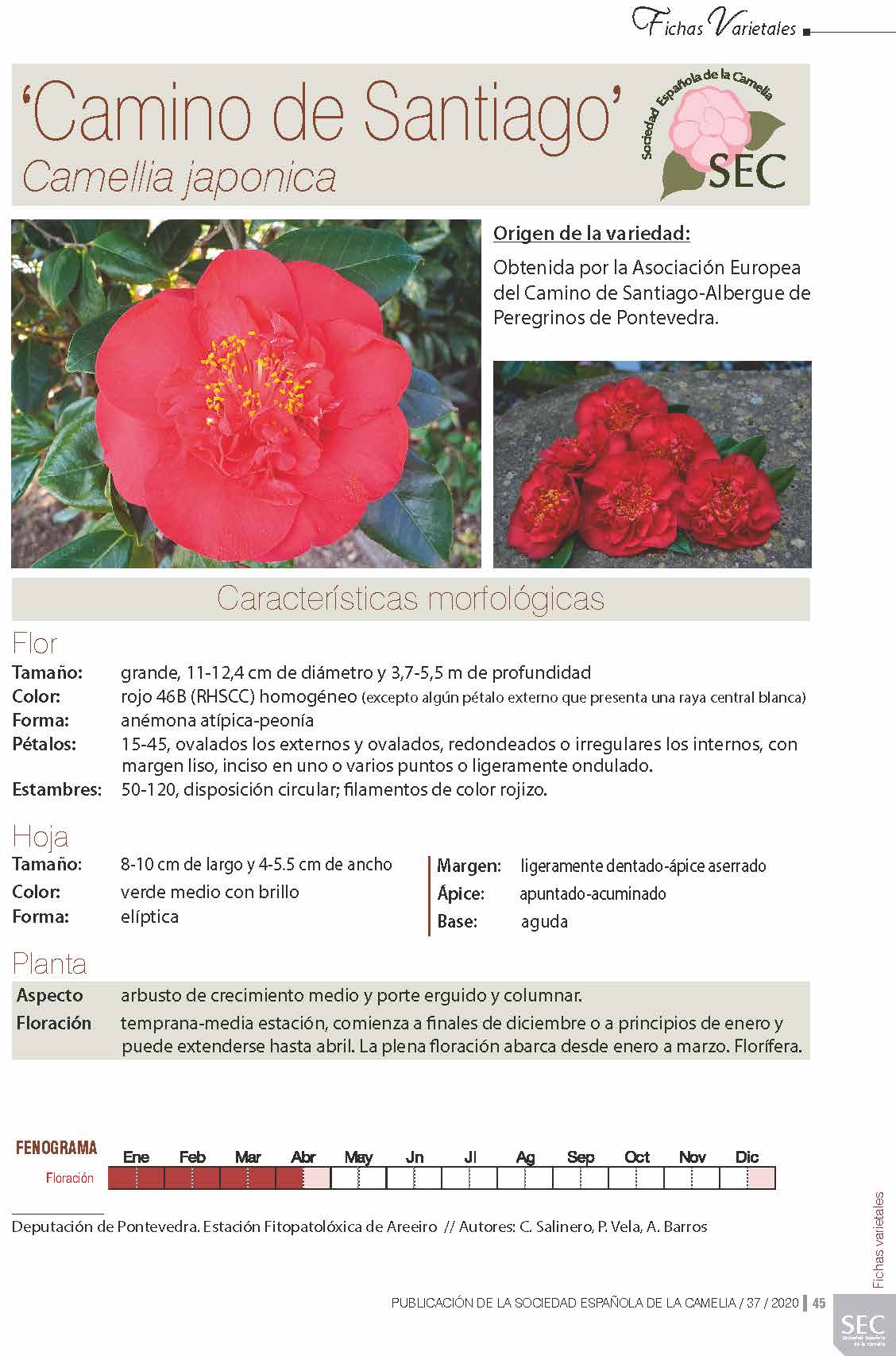 Camelia general 2