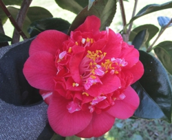 Camelia flor 1
