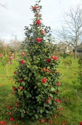 Camelia general 2