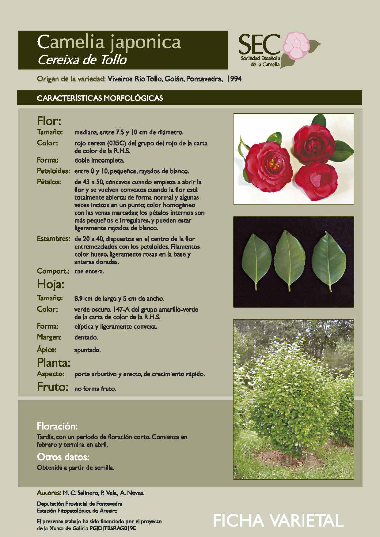 Camelia general 1