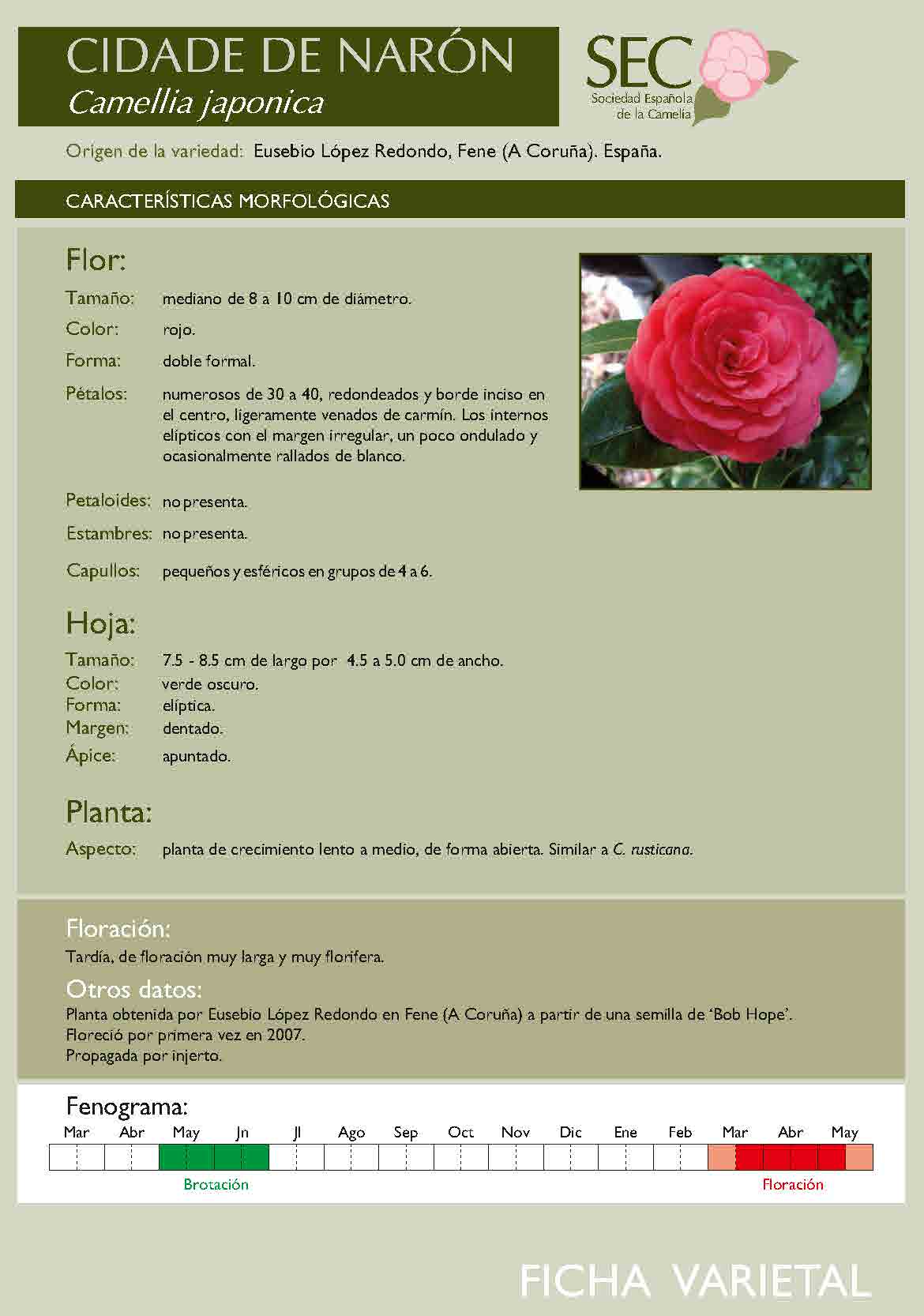 Camelia general 1