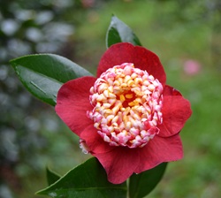 Camelia flor 1