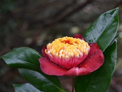 Camelia flor 2