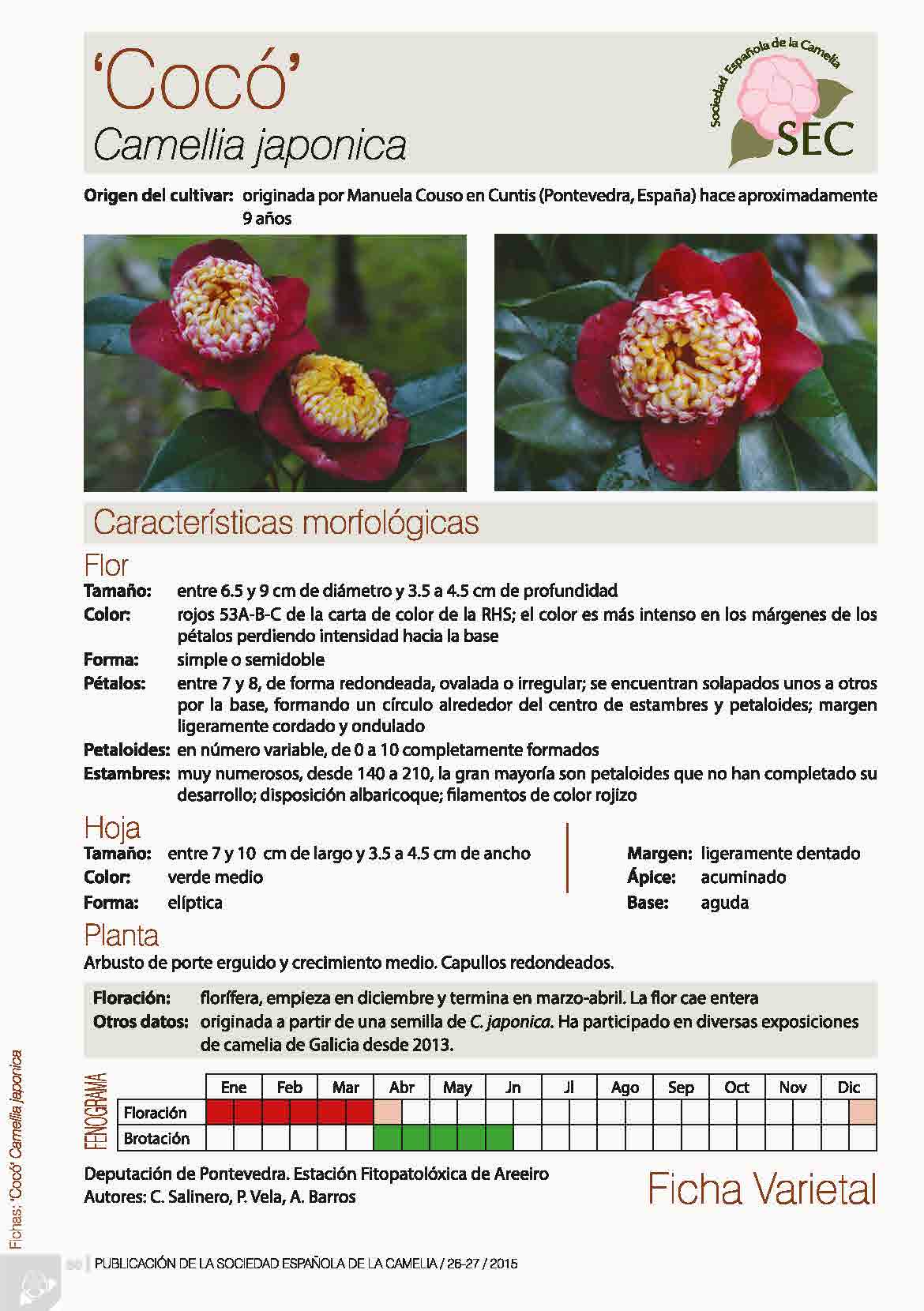 Camelia general 1