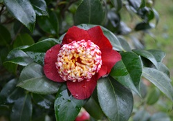 Camelia general 2