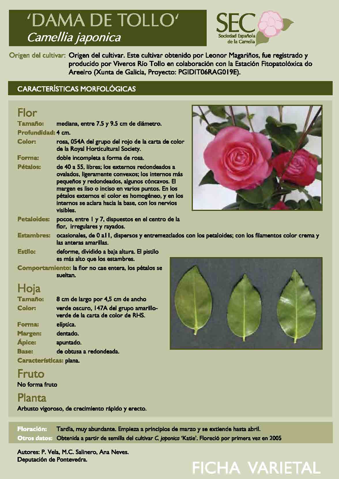 Camelia general 1