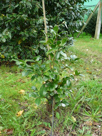 Camelia general 2