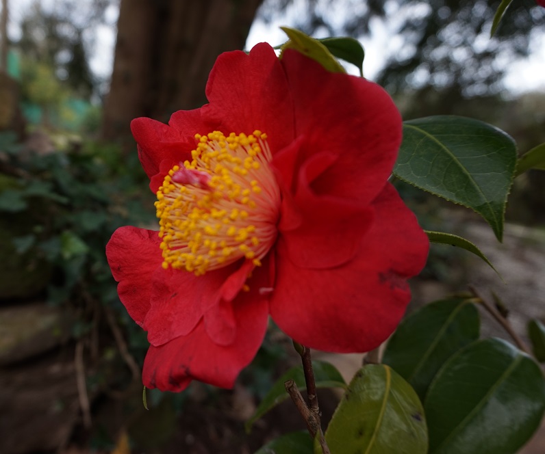 Camelia flor 2