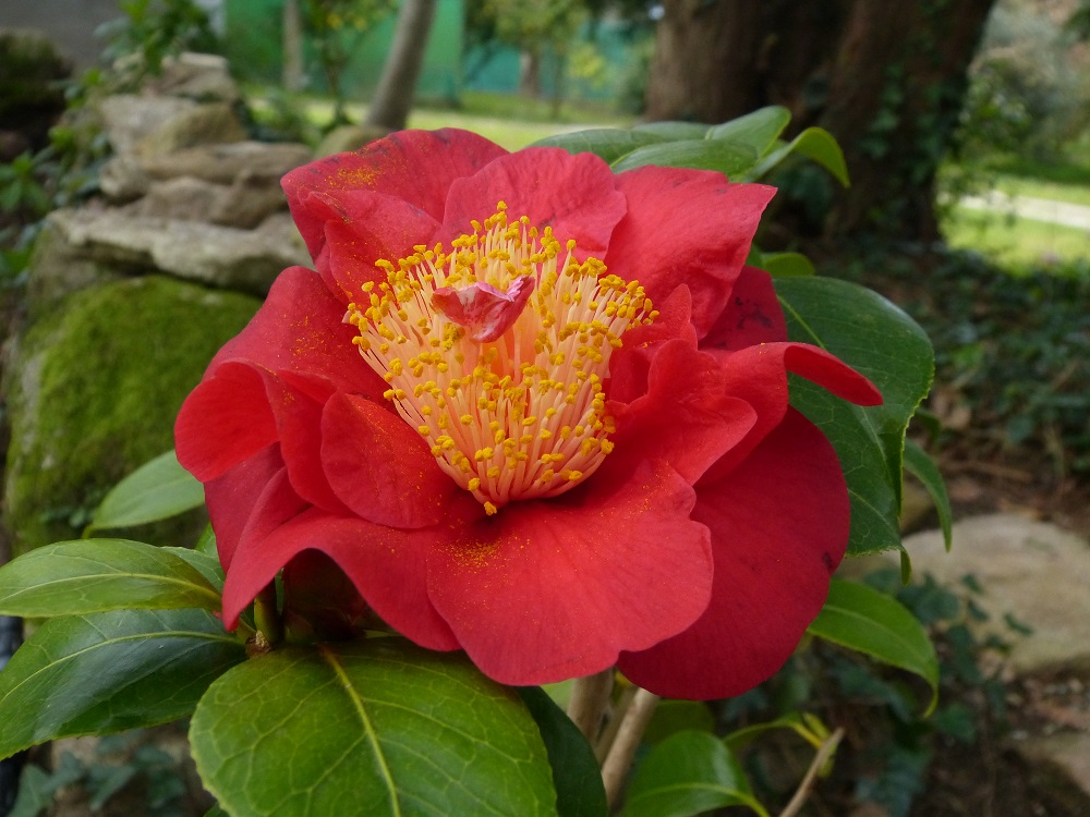 Camelia flor 3