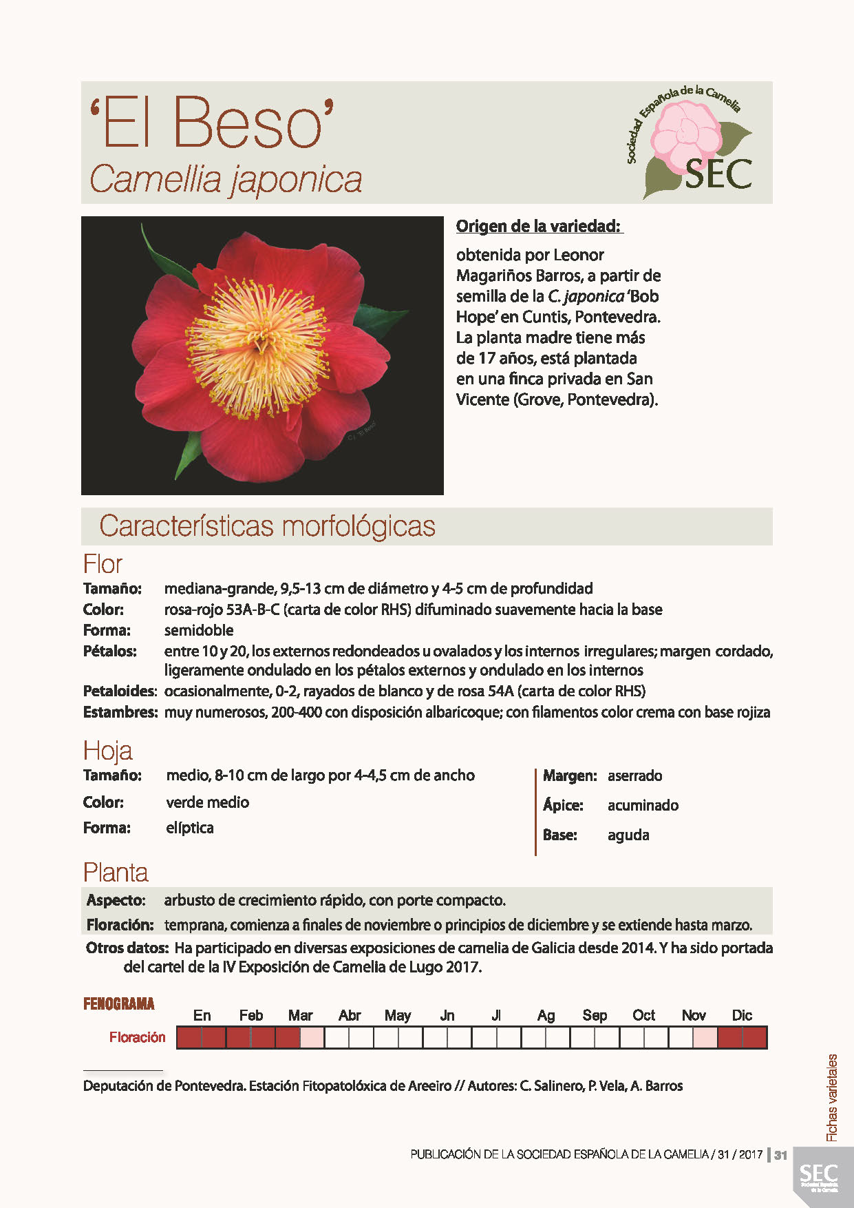 Camelia general 1