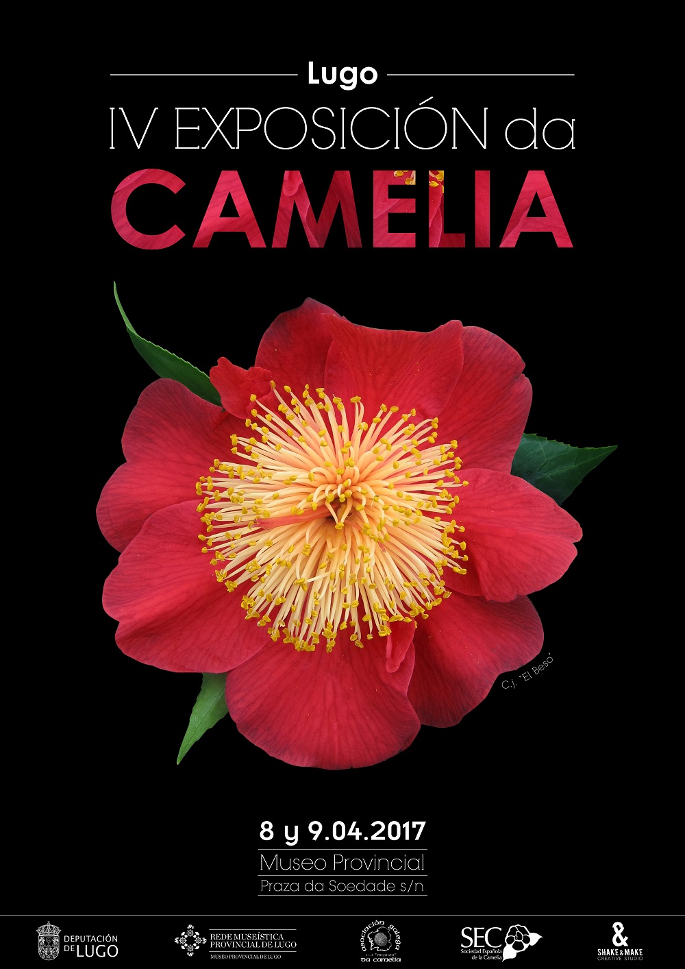 Camelia general 2