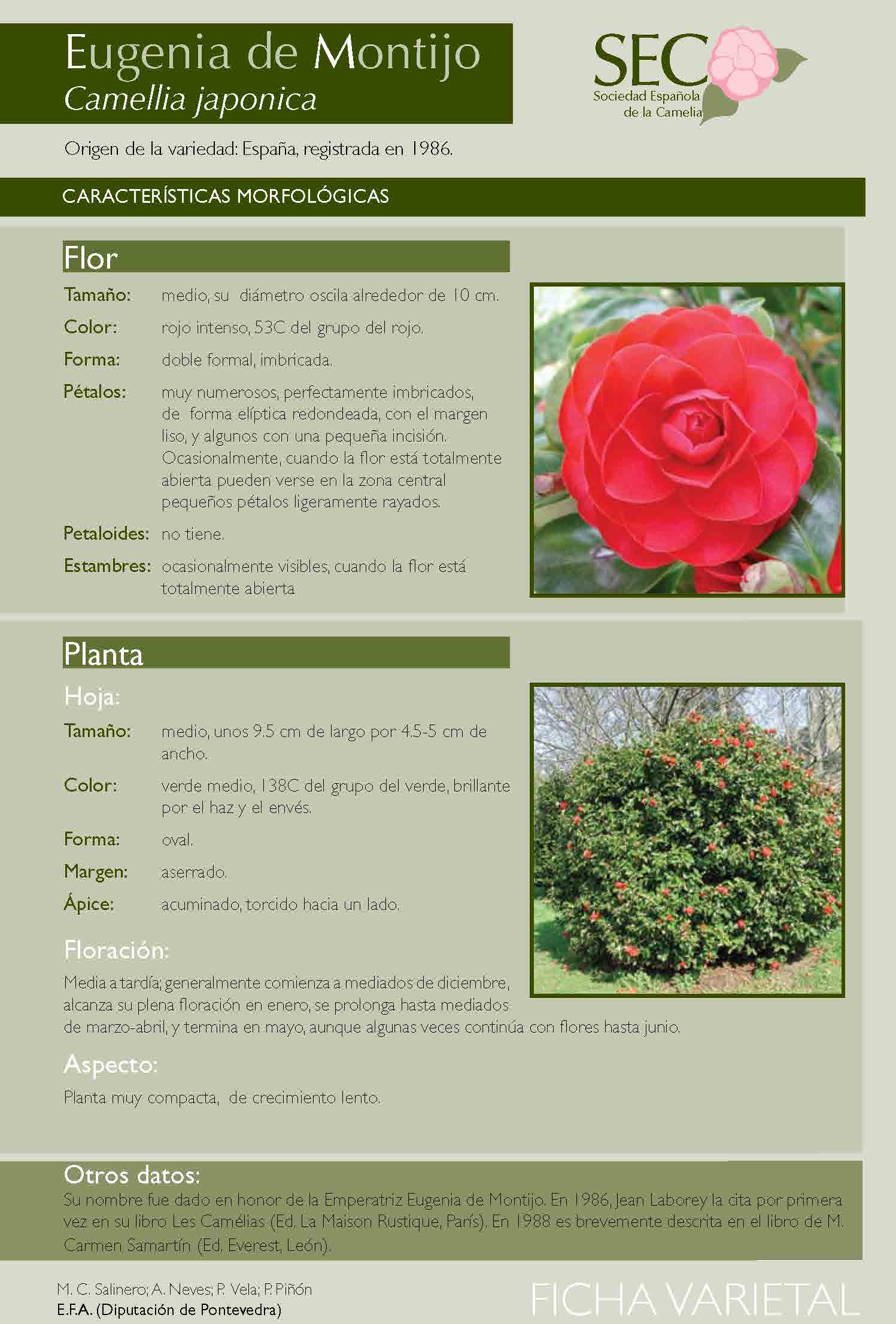 Camelia general 2