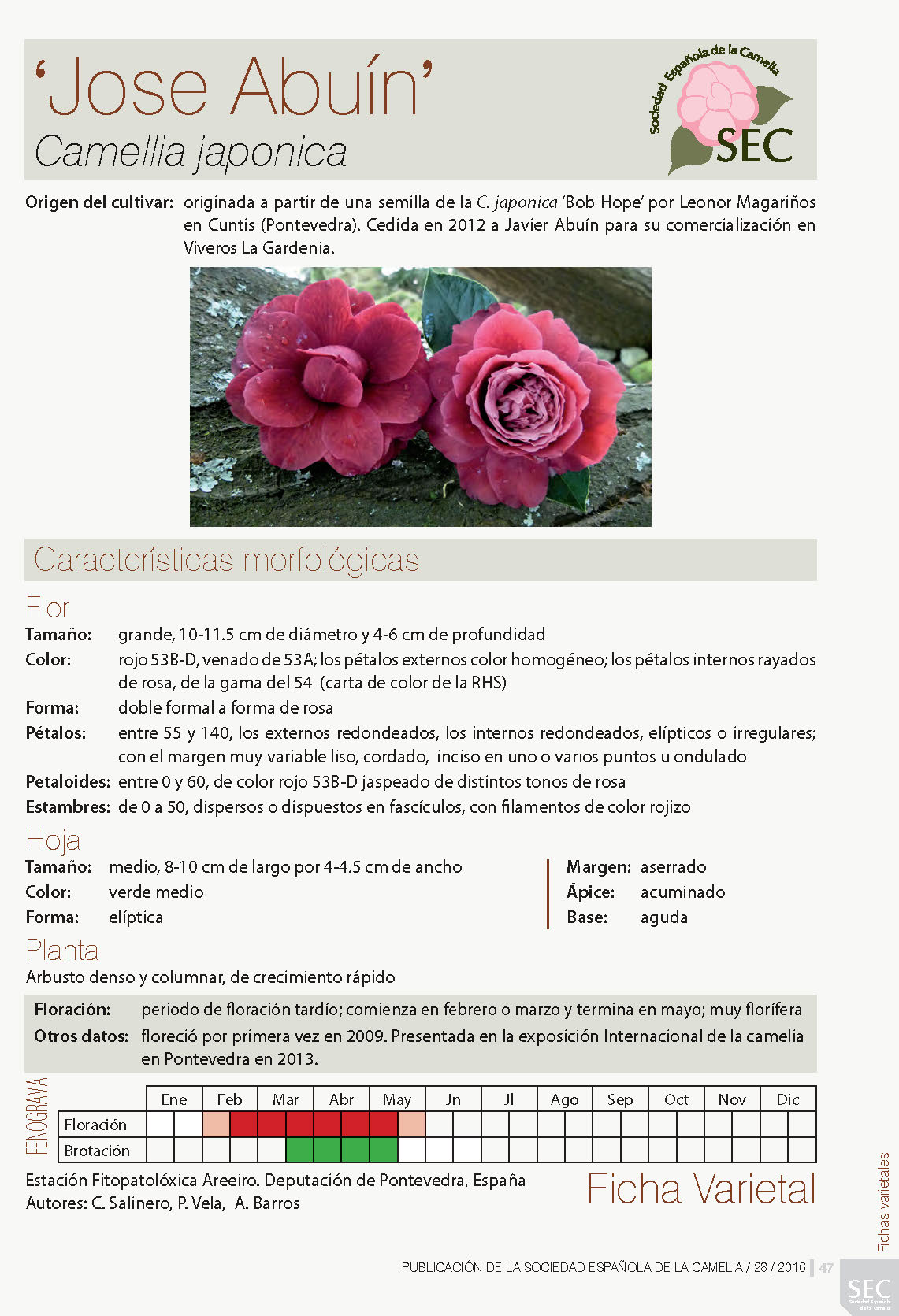 Camelia general 1