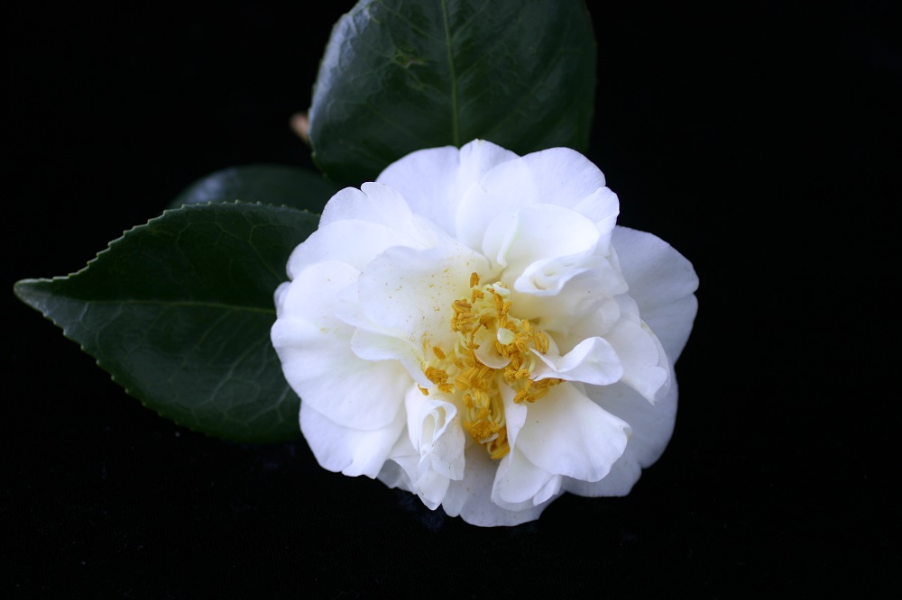Camelia flor 1