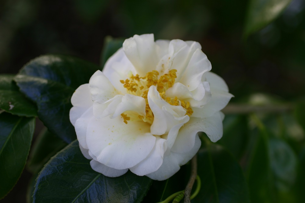 Camelia flor 2