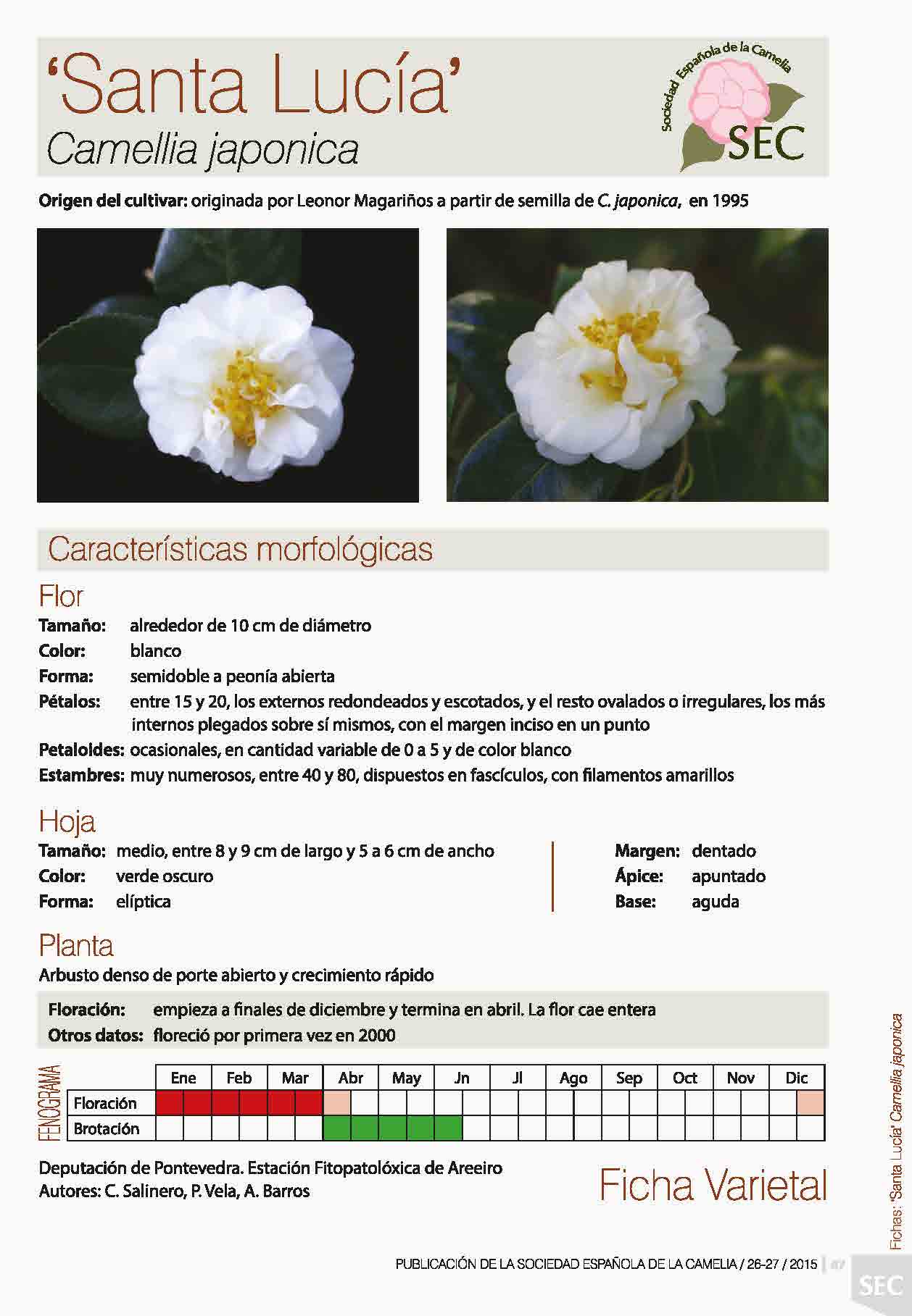 Camelia general 1