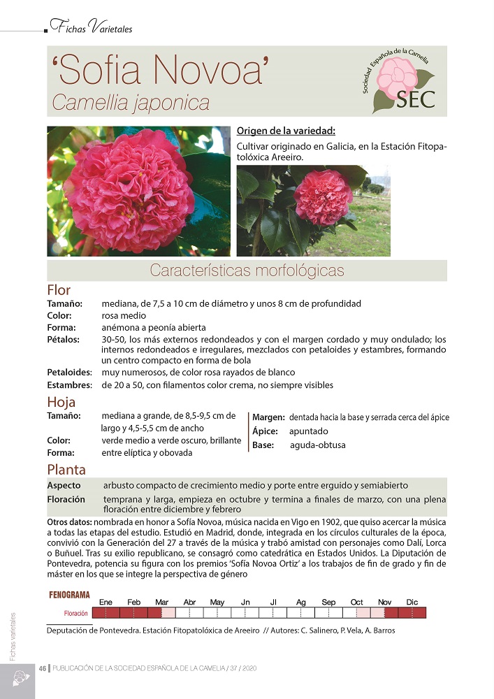 Camelia general 1