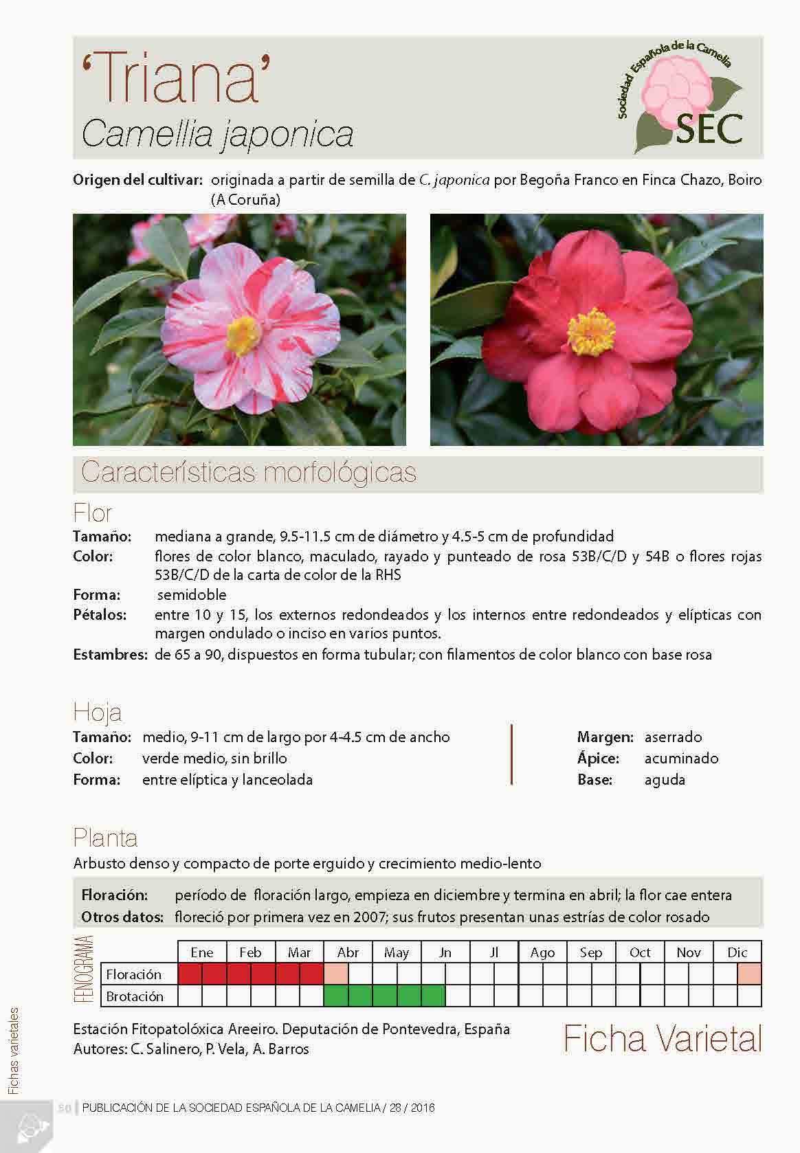Camelia general 2