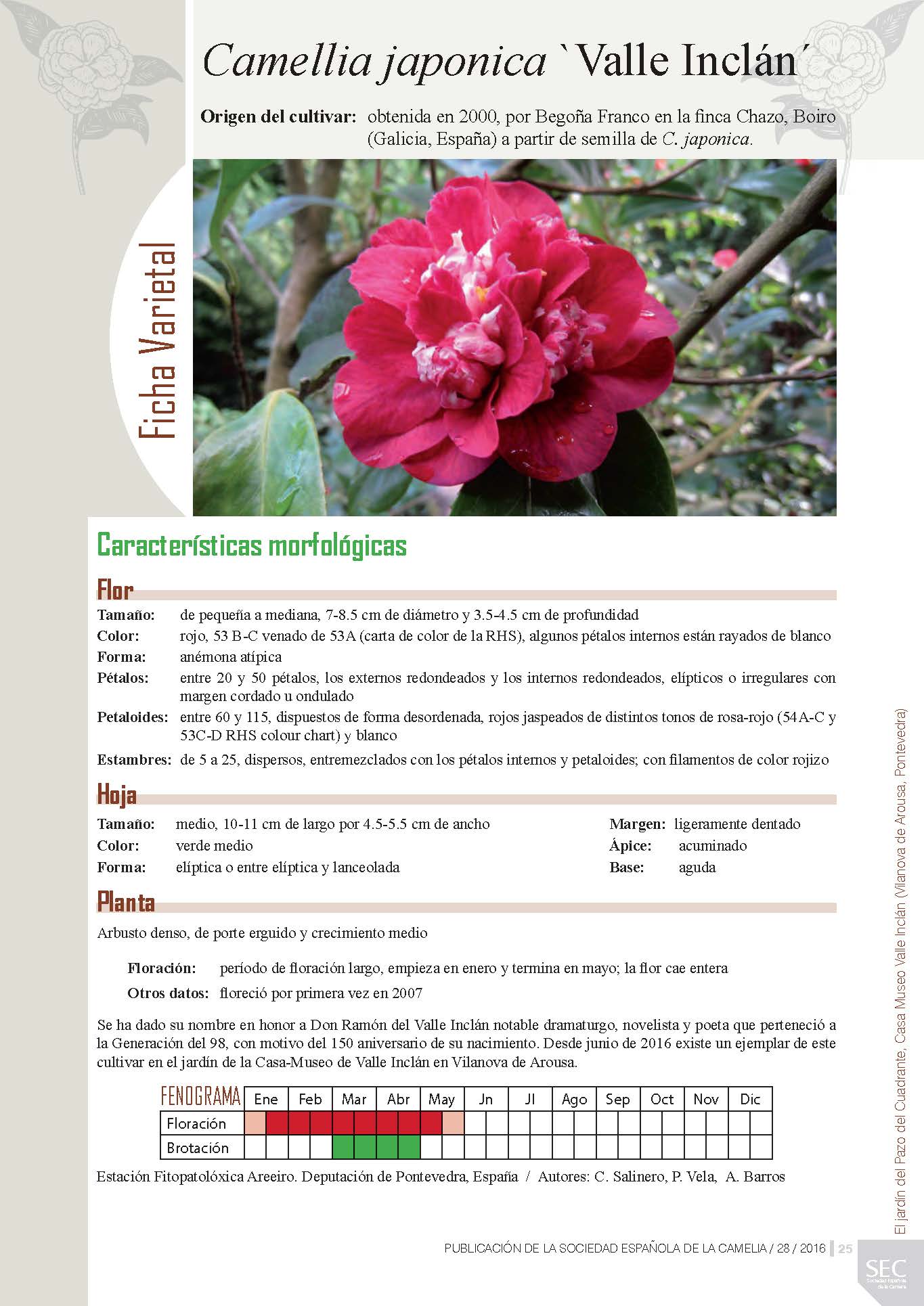 Camelia general 3