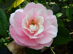 Camelia flor 1