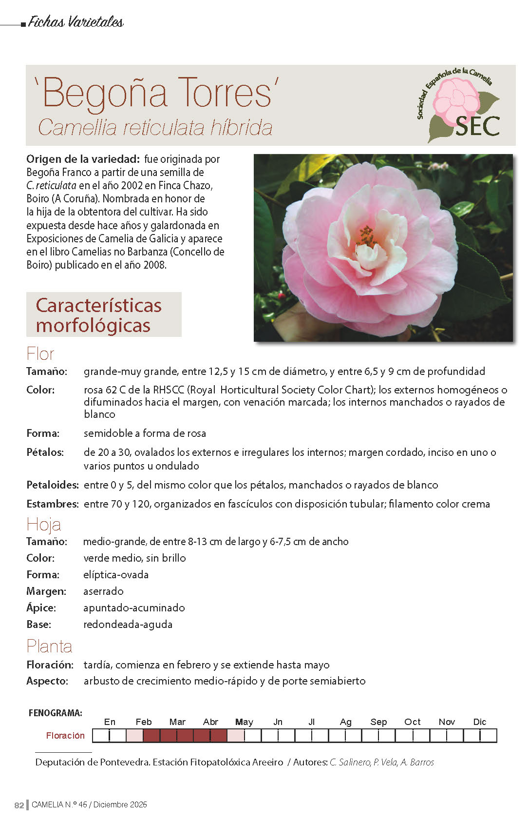 Camelia general 1